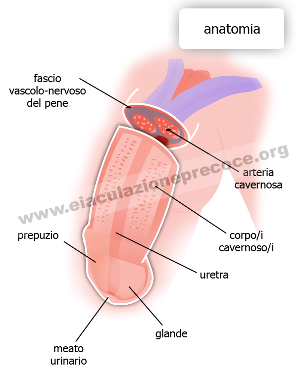 i punti più sensibili del pene